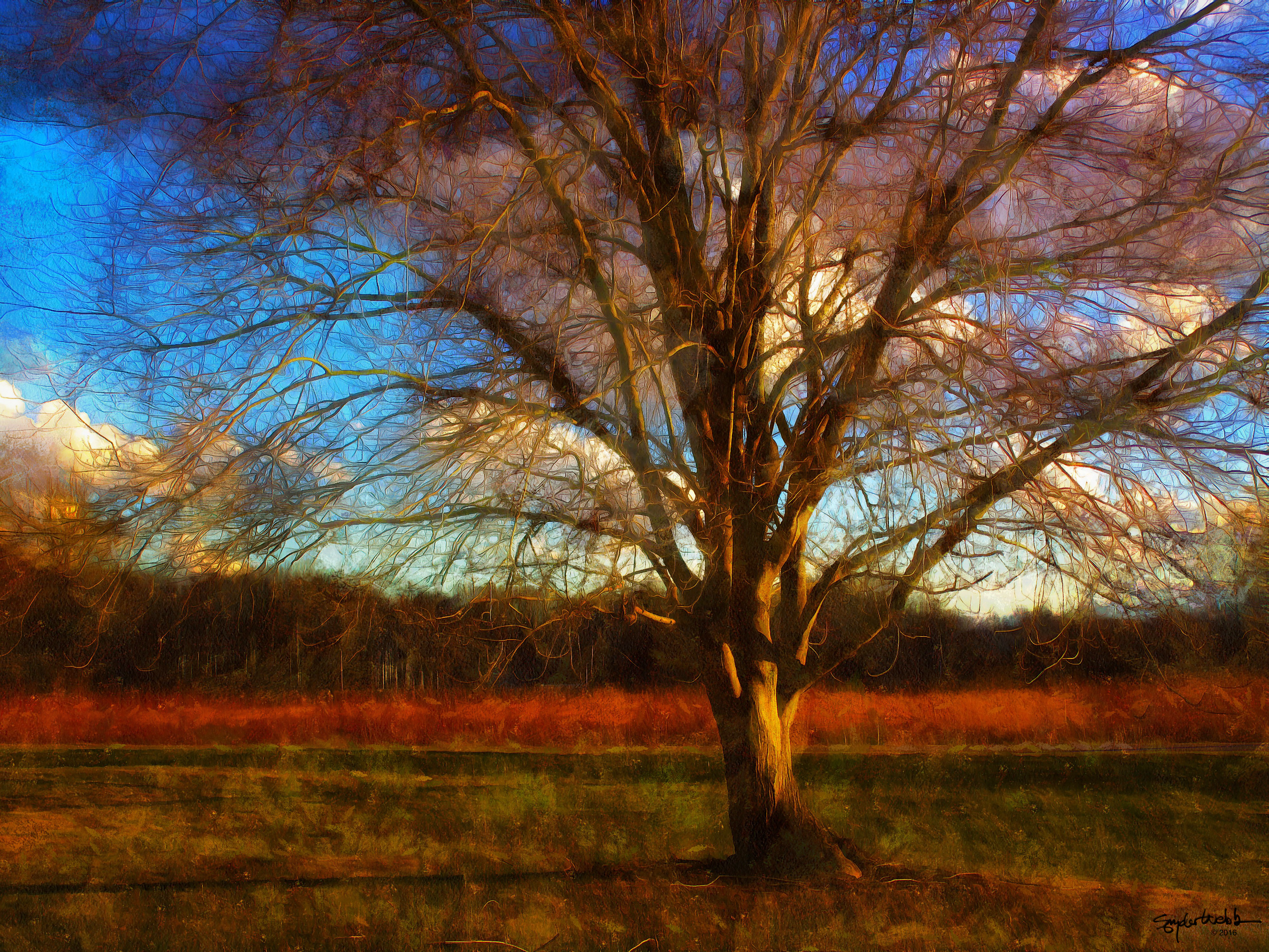 Red Streak Maple FAA